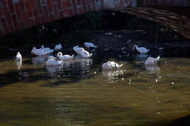 Swans
