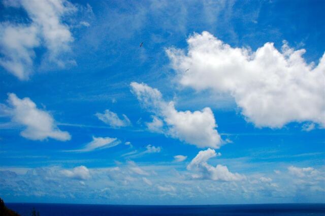 Blue skies and seabirds