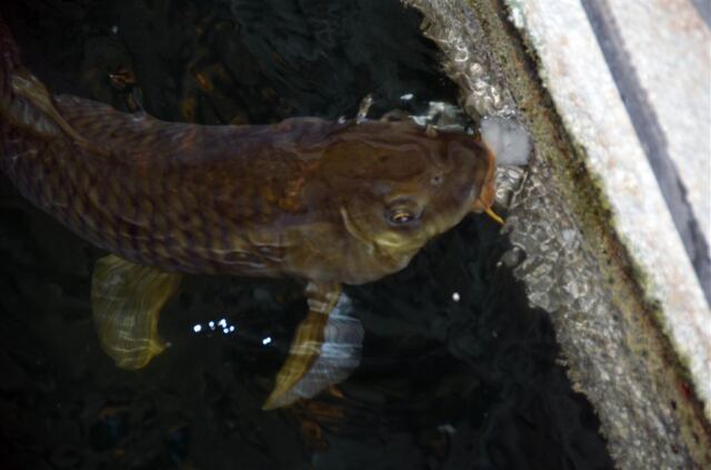 beeeg-feeeesh