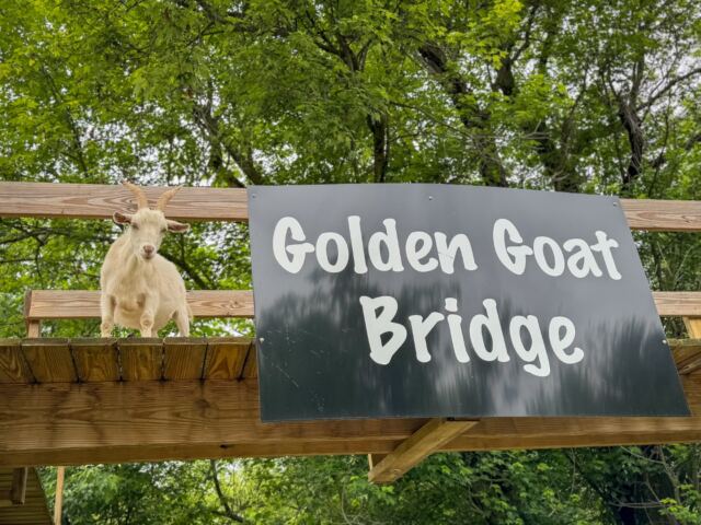 Golden Goat Bridge 1