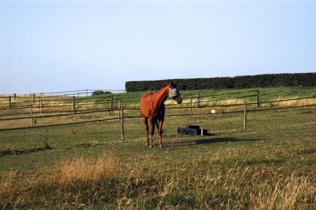 Horse with fly mask
