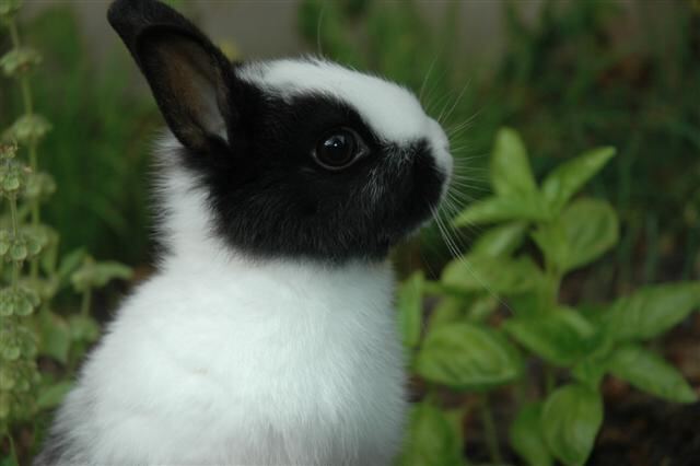 oreo-in-the-garden-4-