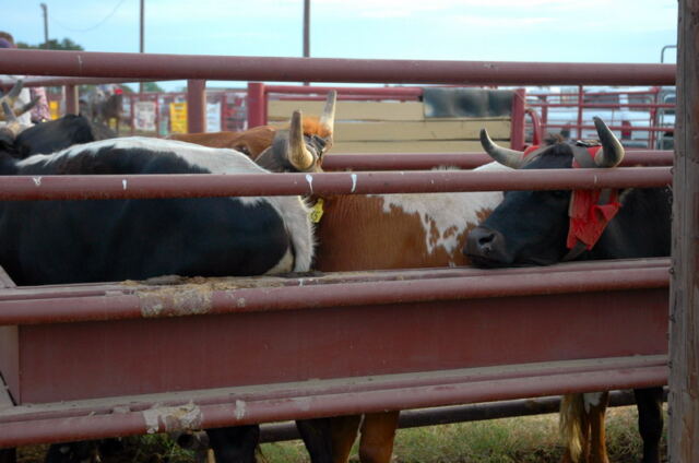 moo