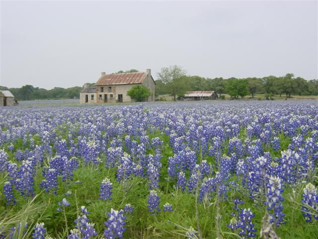 bluebonnets-and-old-farmhouse