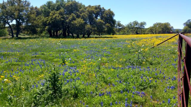 Colorful Willow Loop field 3