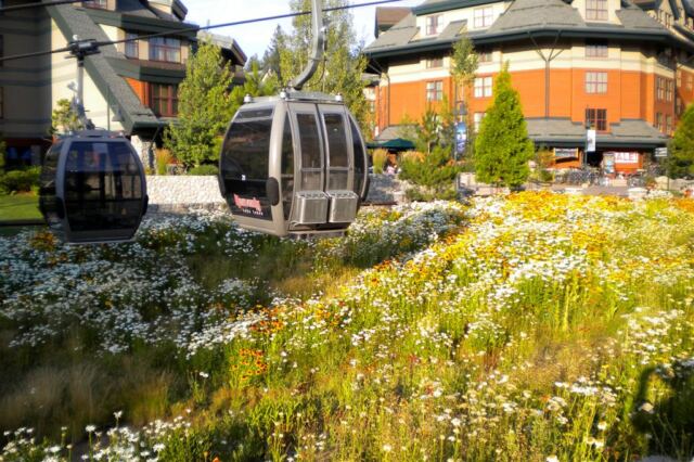 Gondolas and wildflowers