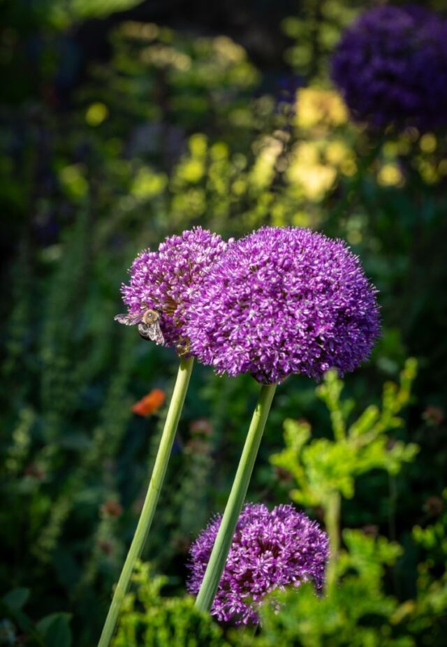 Bishop's Garden 07