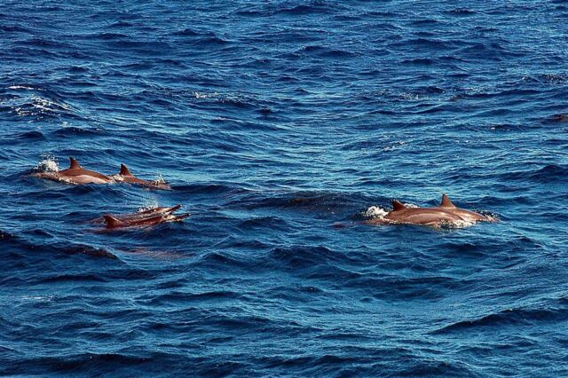 Dolphins (5)