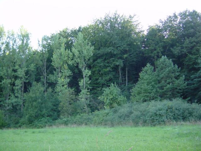 black-forest-woods-behind-church