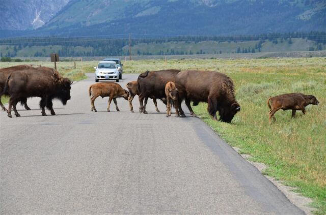 Mormon Row bison (4)