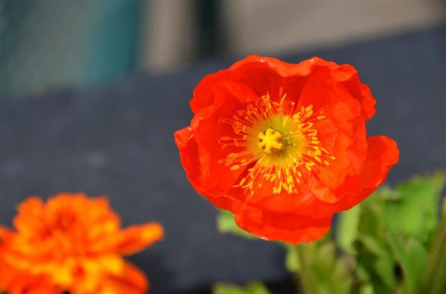 Eagle's Nest flowers (2)