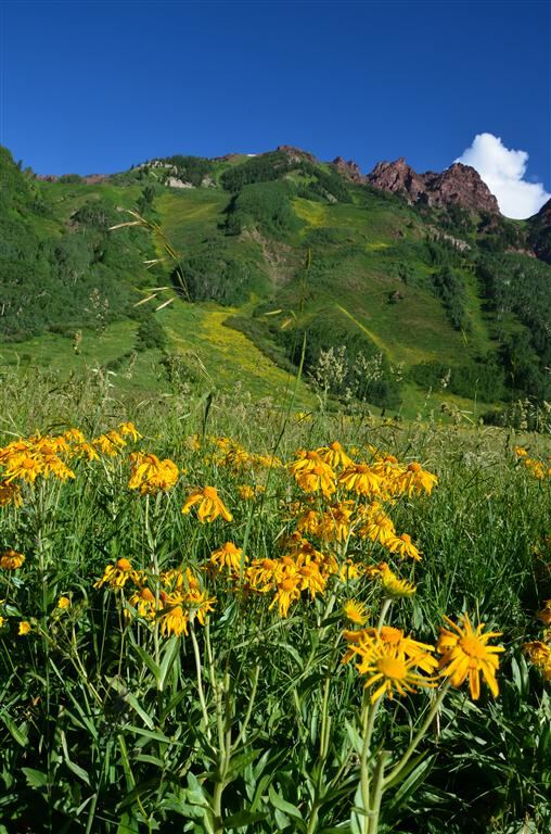 Mountain flowers