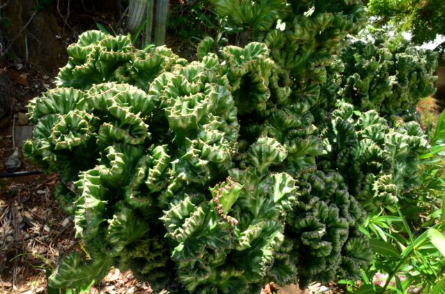 Some kind of weird brain cactus
