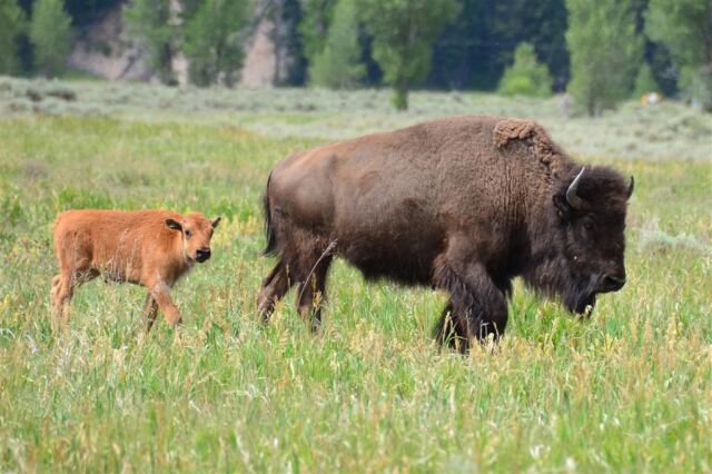 Mormon Row bison (2)