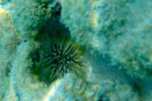 Snorkeling - anemone