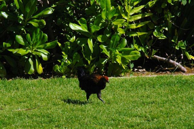 Chicken!