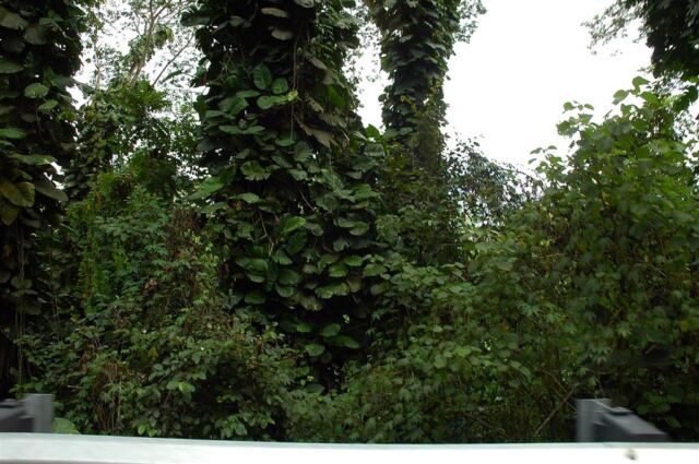 Rainforest (2)
