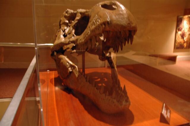 T-rex skull (2)