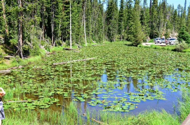 Lilypad pond (1)