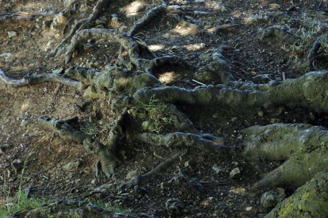 Tree roots
