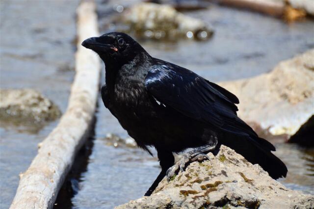 Fairy Falls ravens (5)