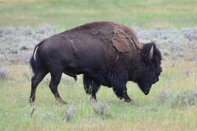 Lamar Valley bison (13)