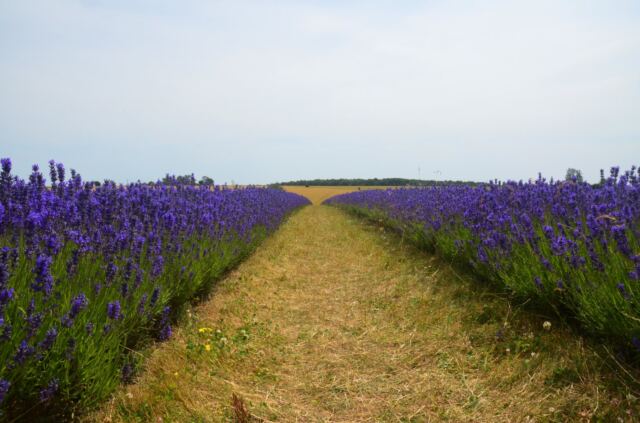 Cotswold Lavender - field views (05)