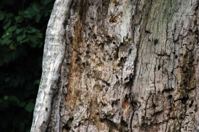 Trunk details