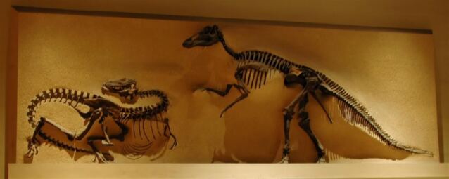 Dino skeletons