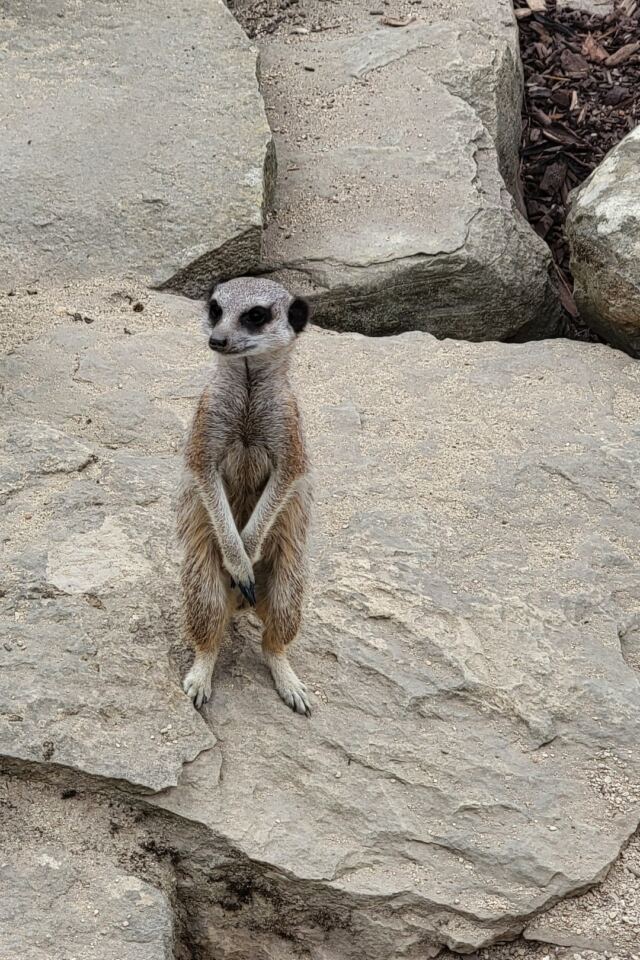 Cotswold Wildlife Park - meerkats (1)