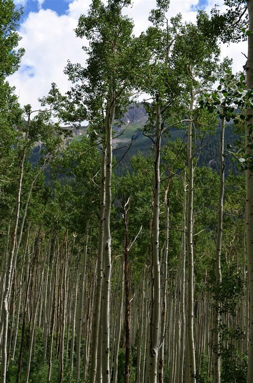 Aspen trees (2)