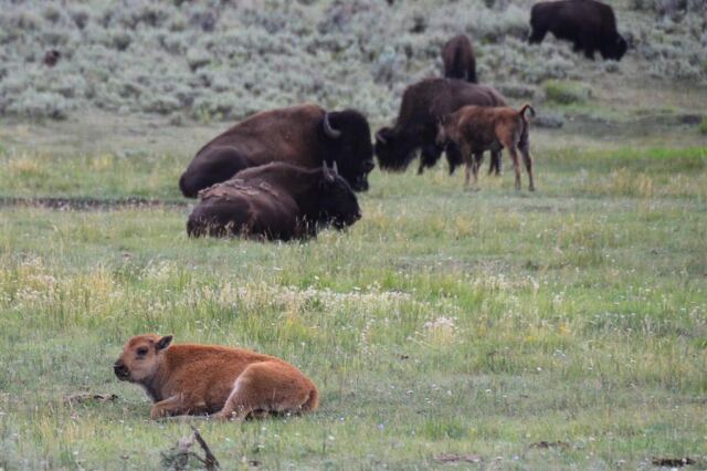 Lamar Valley bison (18)
