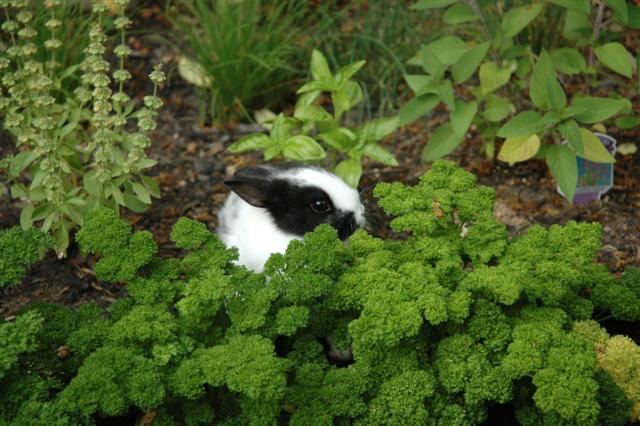 oreo-in-the-garden