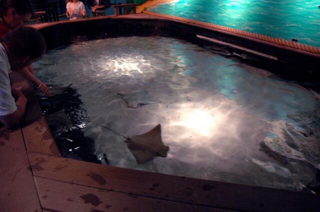 Stingray petting tank