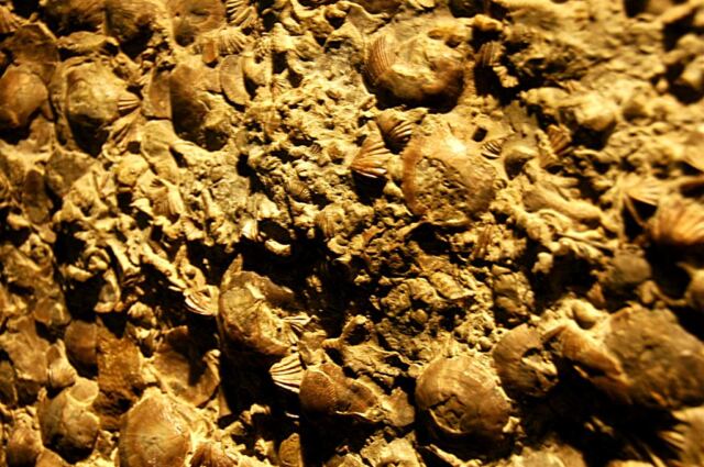 Fossils
