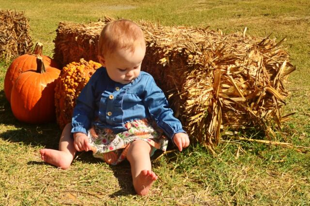 Shiloh-pumpkins