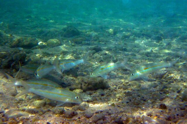 Snorkeling - fish (3)
