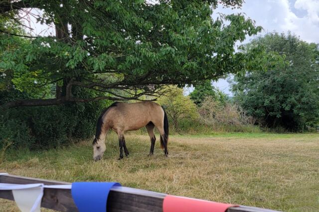 Horses for Melanie (2)