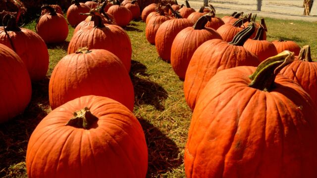 Pumpkins