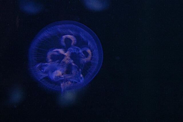 Blue jellyfish (2)