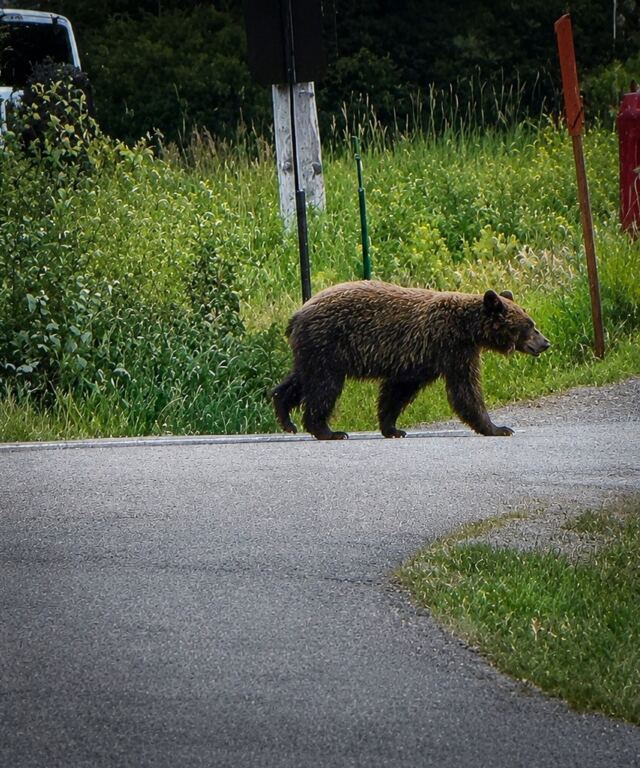 Hello Bear
