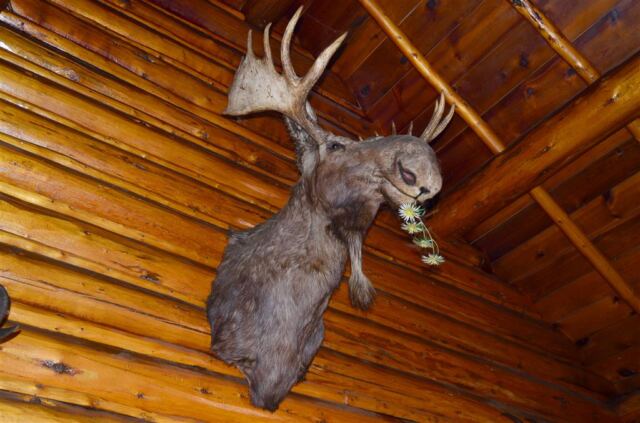 Moose pie - no thanks!