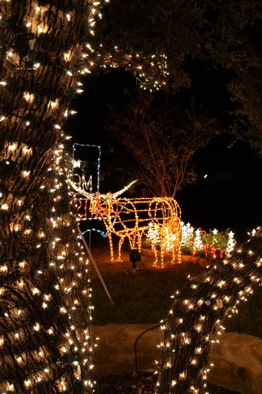 lawnbevo-through-the-lit-trees