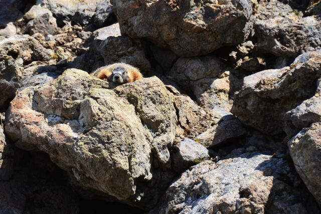 Fairy Falls marmot