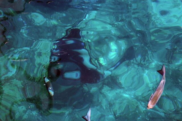 Diving Andrew (2)