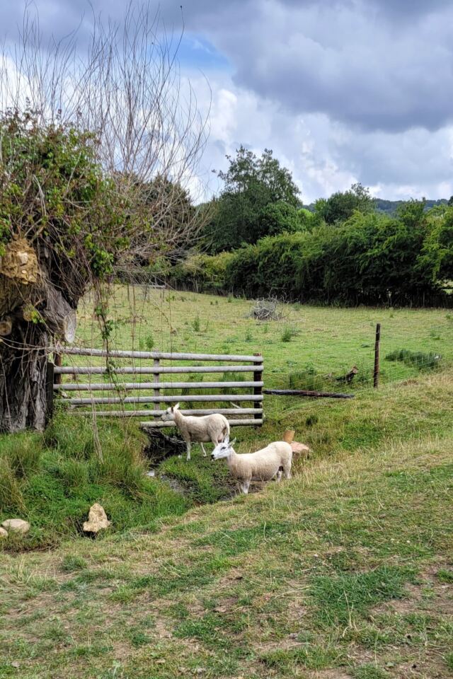 Cotswold Way sheep encounters (10)