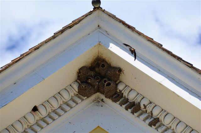 Roof swallows