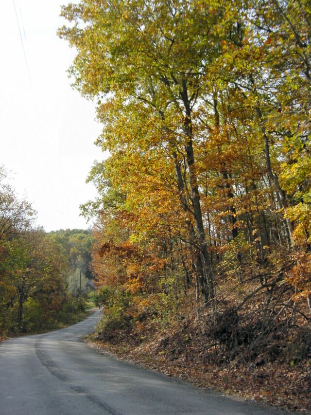 ozark-road-and-trees-2-