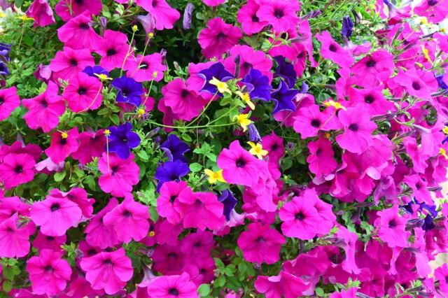 Colorful flowers (1)