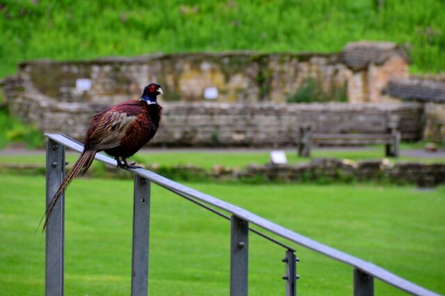 Chedworth Roman Villa - pheasant